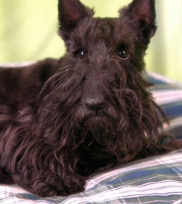 Pick of the Day – Rose