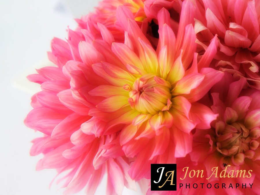 Pic of the Day – Wedding Flowers