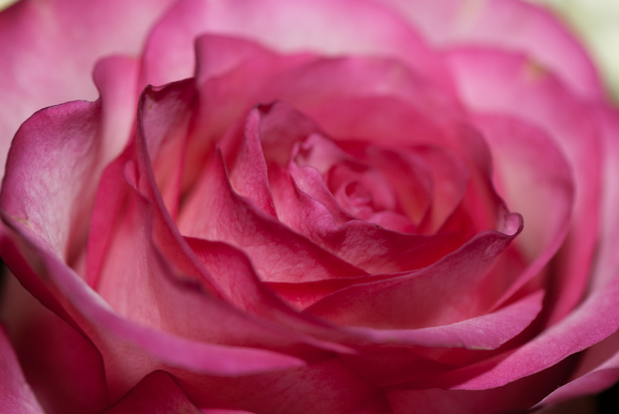 Pic of the Day – New Macro Lens