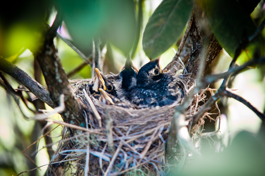 Pic of the Day – Birds and the Bees